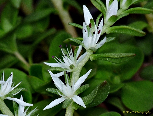 {Sedum ternatum}